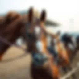 Historical perspective of horse racing in Korea